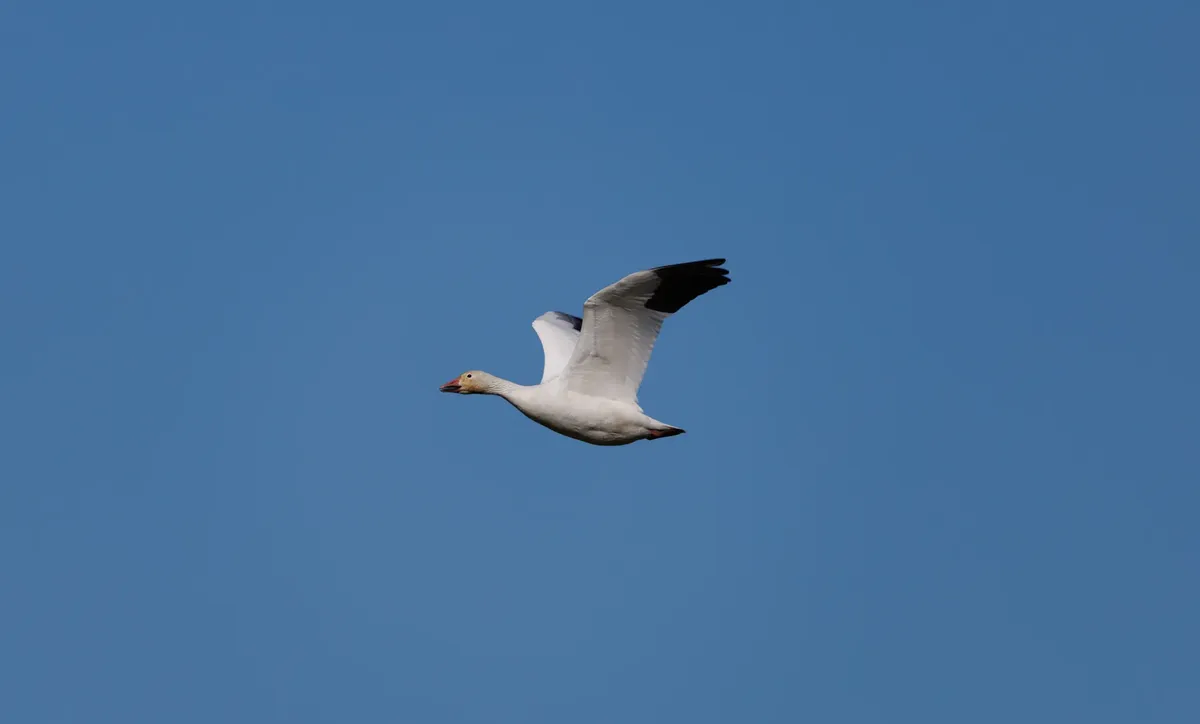 A snow goose gracefully flying against a clear blue sky, showcasing its white plumage and black wingtips.