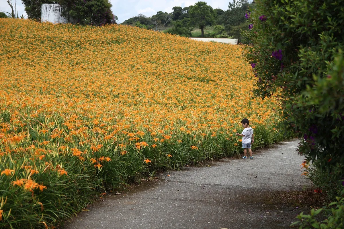 flowers, taiwan, nature, flower wallpaper, orange flowers, bloom, beautiful flowers, blossom, flower background, child