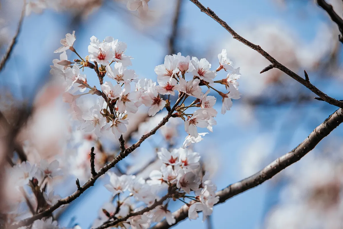 桜、春、花ウォールペイパー、サクラ、台湾、陽明山、桜見物、美しい花、花背景、桜、花、自然
