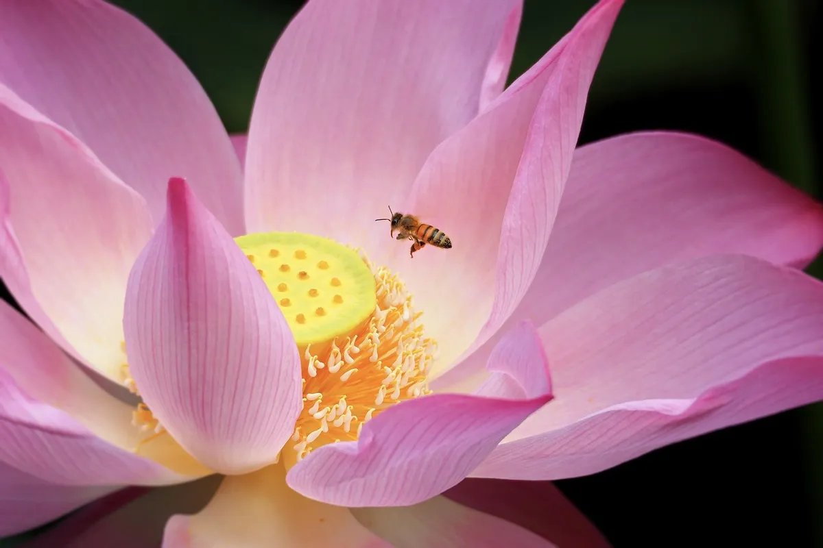 台湾、花のウォールペイパー、台北、自然、蓮、植物園、花の背景、花、夏、バエ、蜂蜜を取る、美しさ、植物、ピンク、綺麗、朝、美しさ