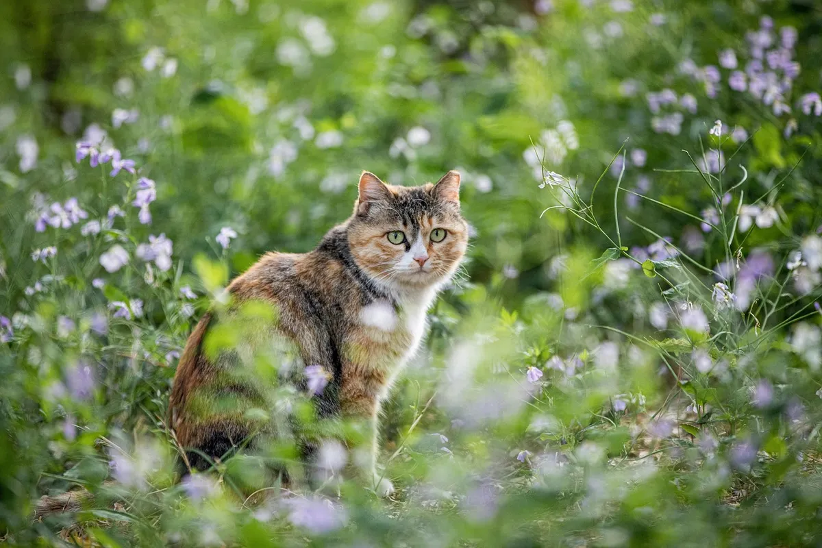 animal, cat, feline, pet, mammal, fur, whiskers, stray, wild, nature, outdoors, woods, forest, cat, cat, cat, cat, cat, China, Beijing